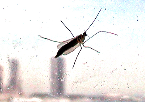 Insect